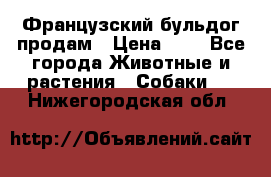 Французский бульдог продам › Цена ­ 1 - Все города Животные и растения » Собаки   . Нижегородская обл.